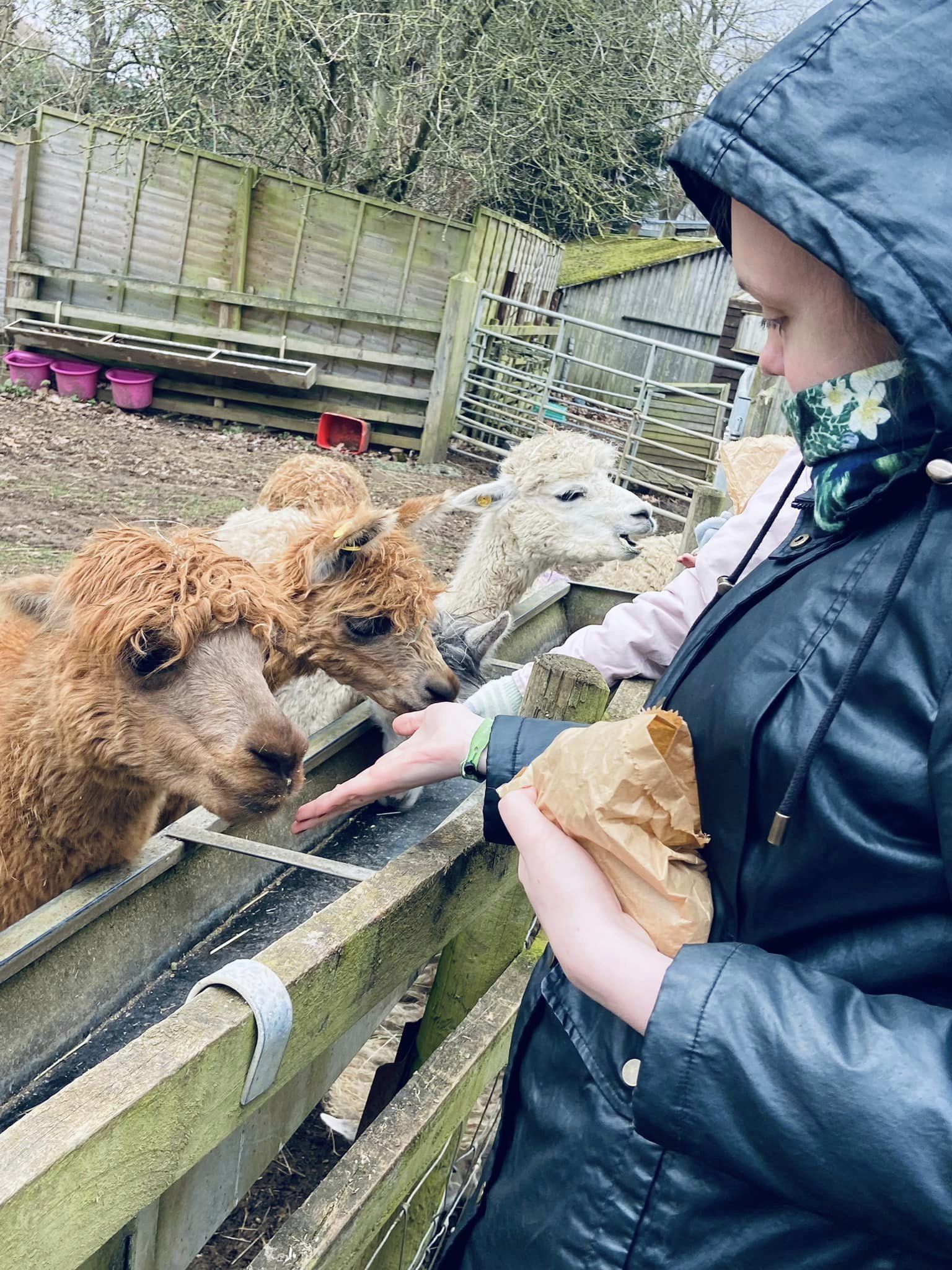 Day opportunities for adults with additional needs